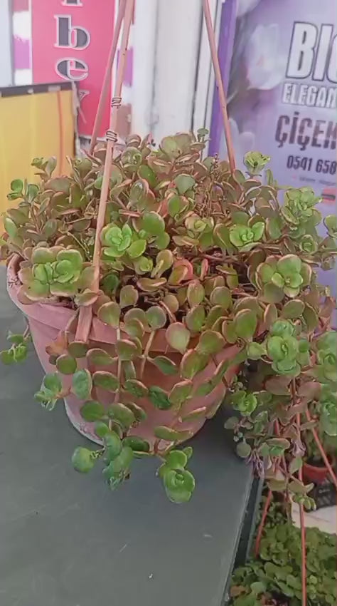 Calico Kitten Sukulent – Sarkık Saksı Crassula Pellucida ‘Variegata’, Krem-Pembe Kalp Yaprak