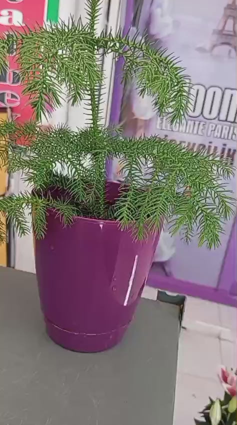 Araucaria Heterophylla Saksıda – 20-30 cm Kalıcı Mini Salon Çamı