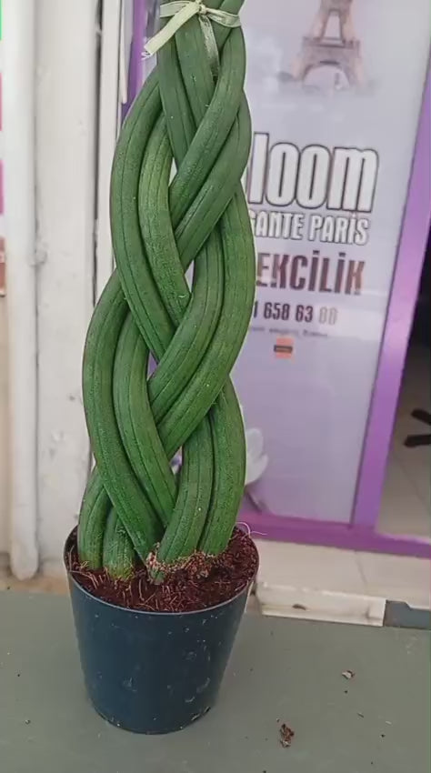 Özel Örgü Sansevieria Cylindrica –Paşa Kılıcı | Ofis & Salon Bitkisi
