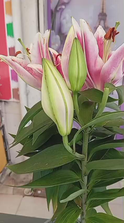 İthal Pembe Lilyum Çiçeği – Saksıda | Şık ve Modern İç Mekan Çiçeği