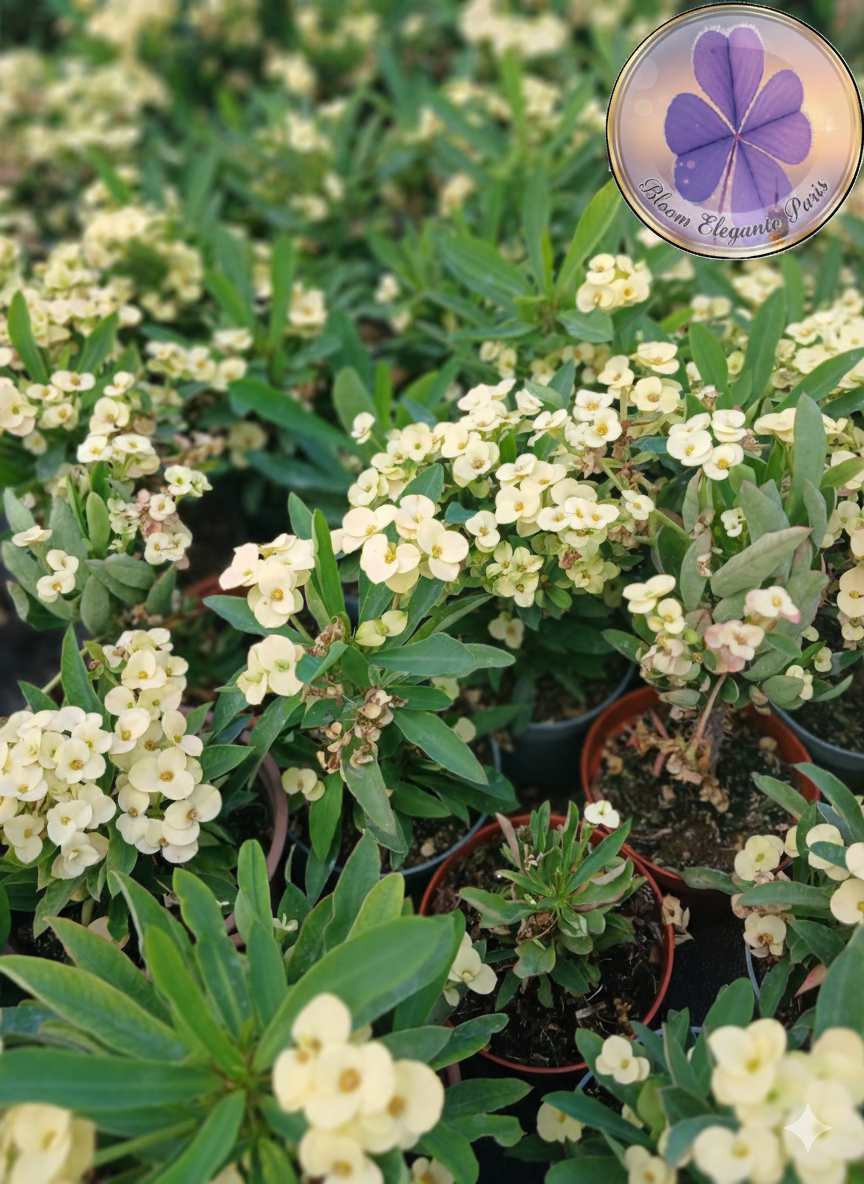 dikenler tacı satın al