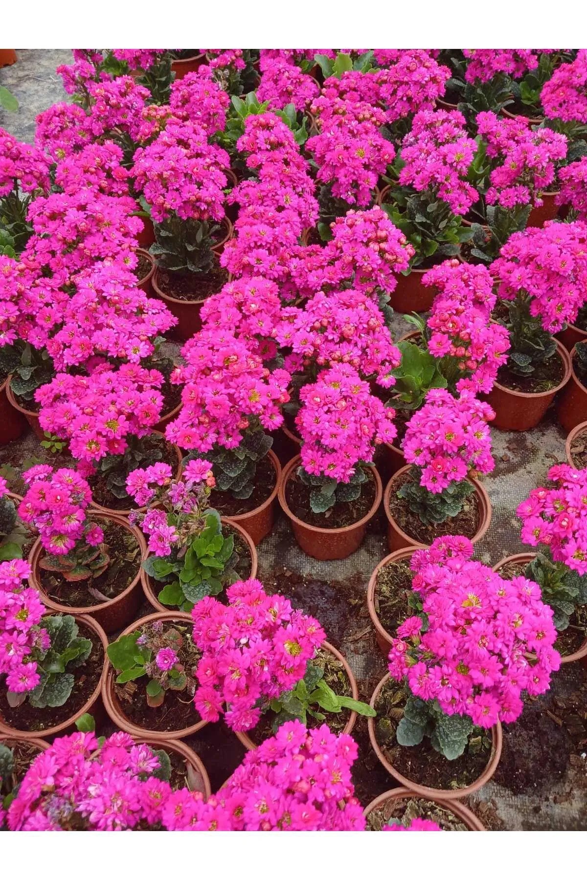 hediyelik pembe kalanchoe
