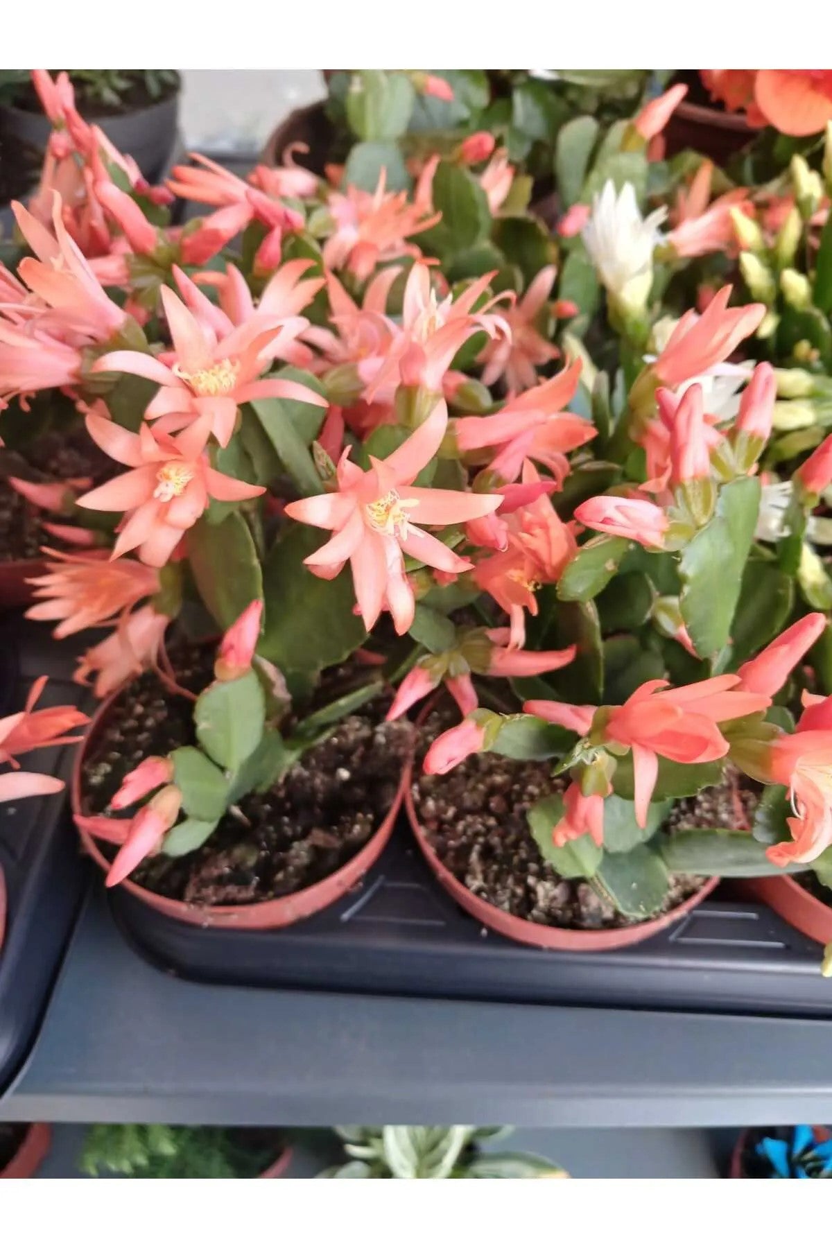 saksiıda turuncu paskalya cicegi