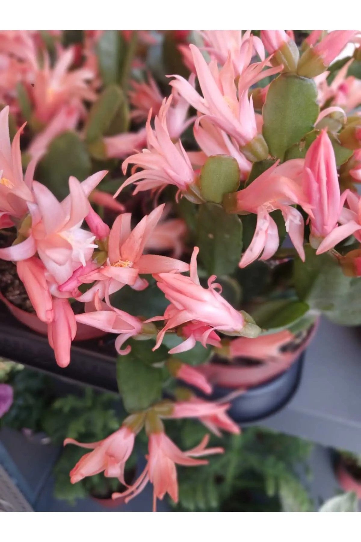 turuncu paskalya çiçeği satın al