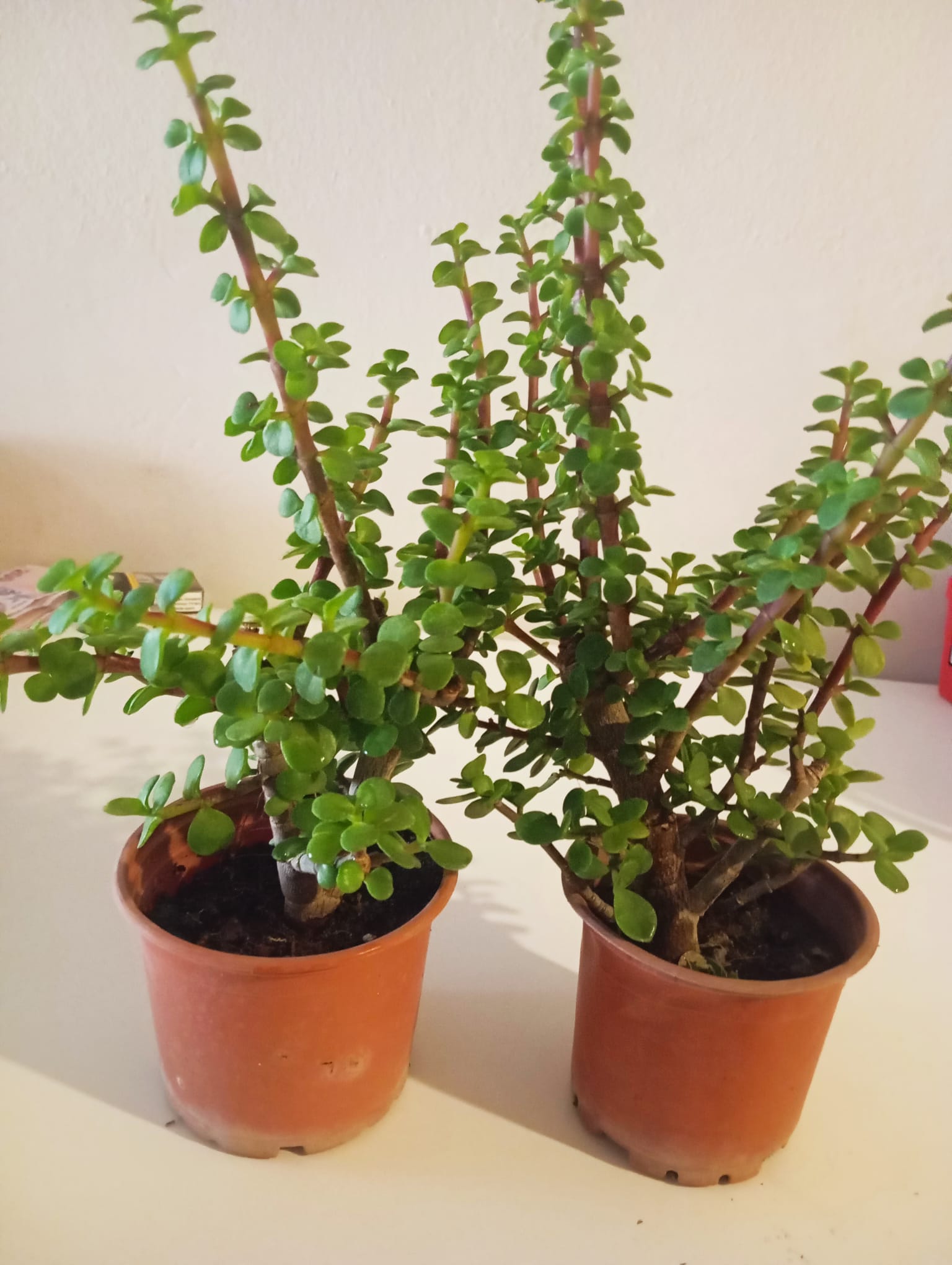Para Ağacı Bonsai – Portulacaria Afra, Bereket ve Şans Bitkisi, Özel Üretim