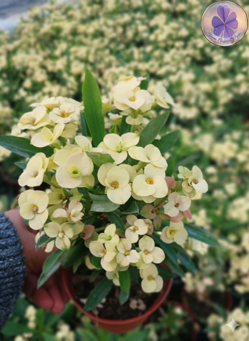 hediyelik çiçek al