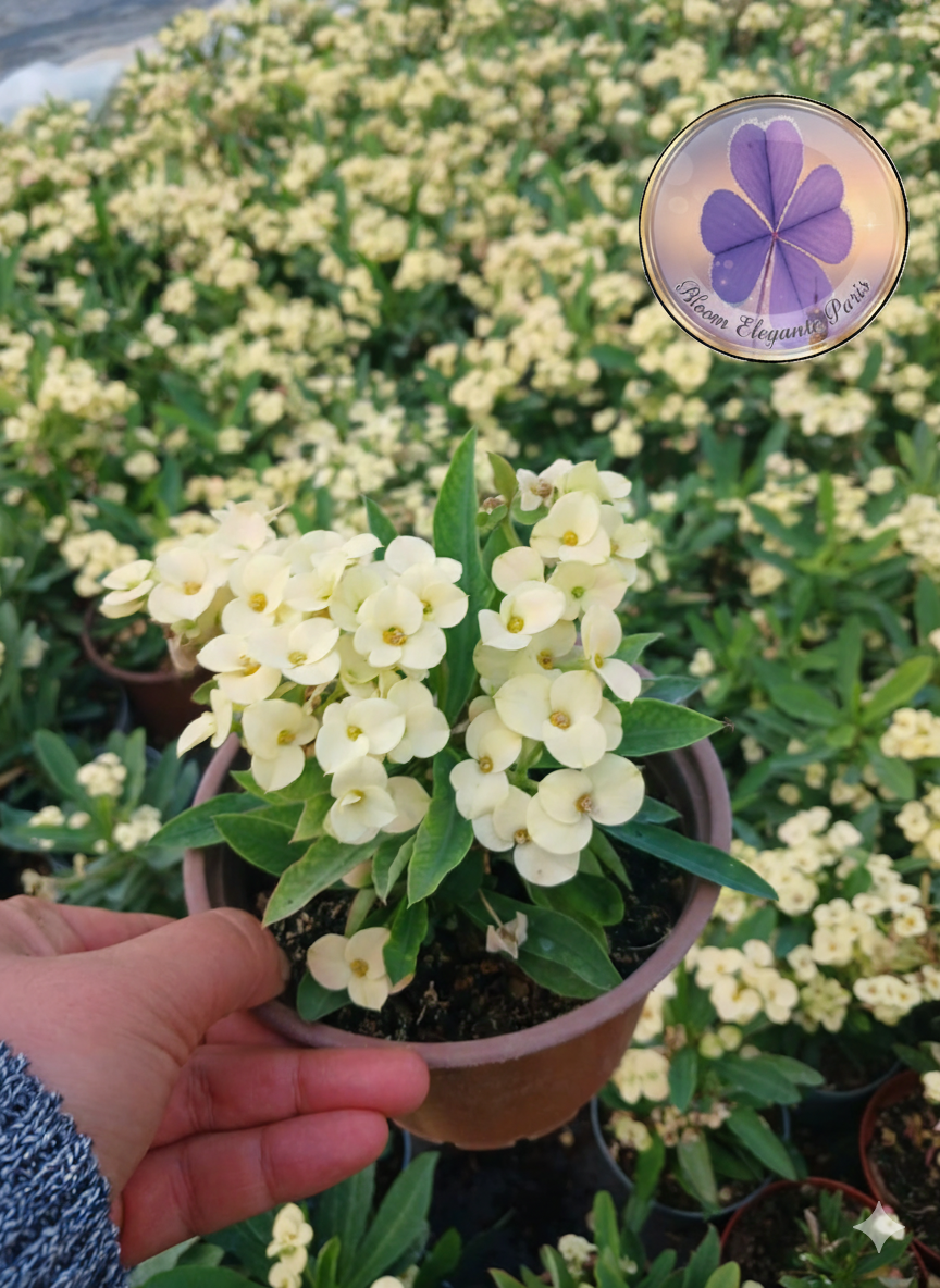 dikenler tacı yaprakları sararıyor ne yapmalıyım