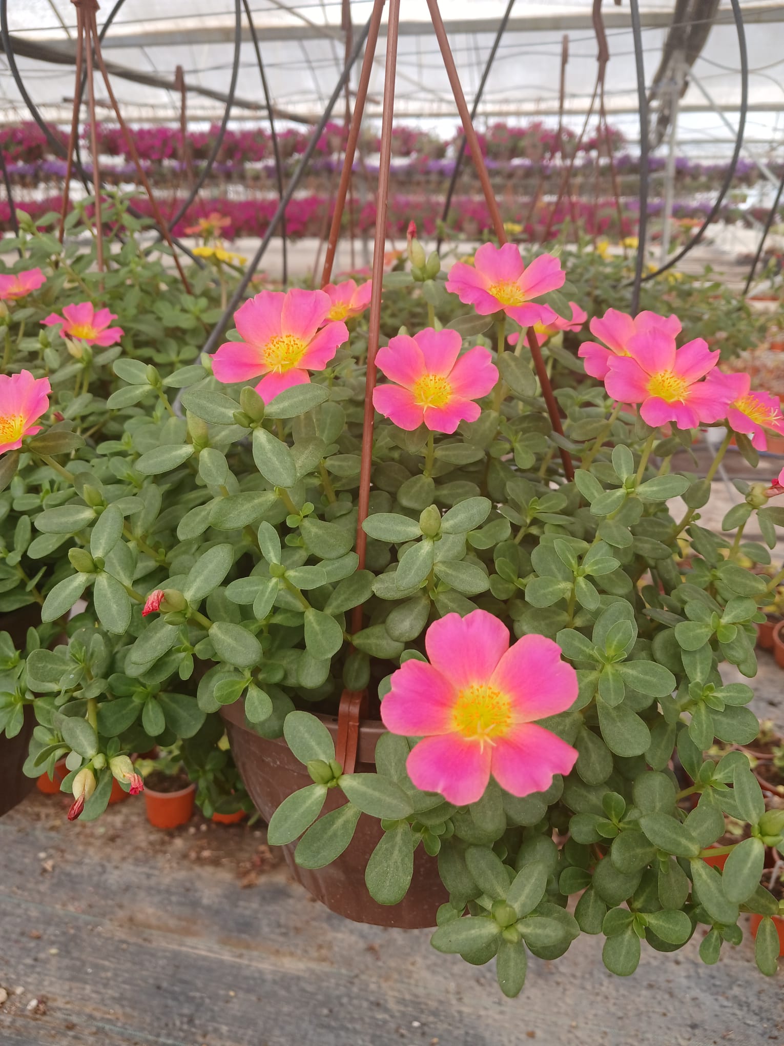 Pembe Moss Rose (Portulaca Grandiflora), Semizotu Çiçeği Saksıda- Kolay Bakımlı Balkon Çiçeği