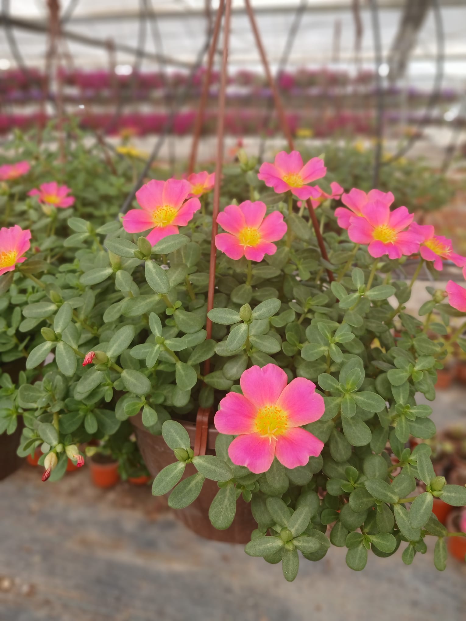Pembe Moss Rose (Portulaca Grandiflora), Semizotu Çiçeği Saksıda- Kolay Bakımlı Balkon Çiçeği