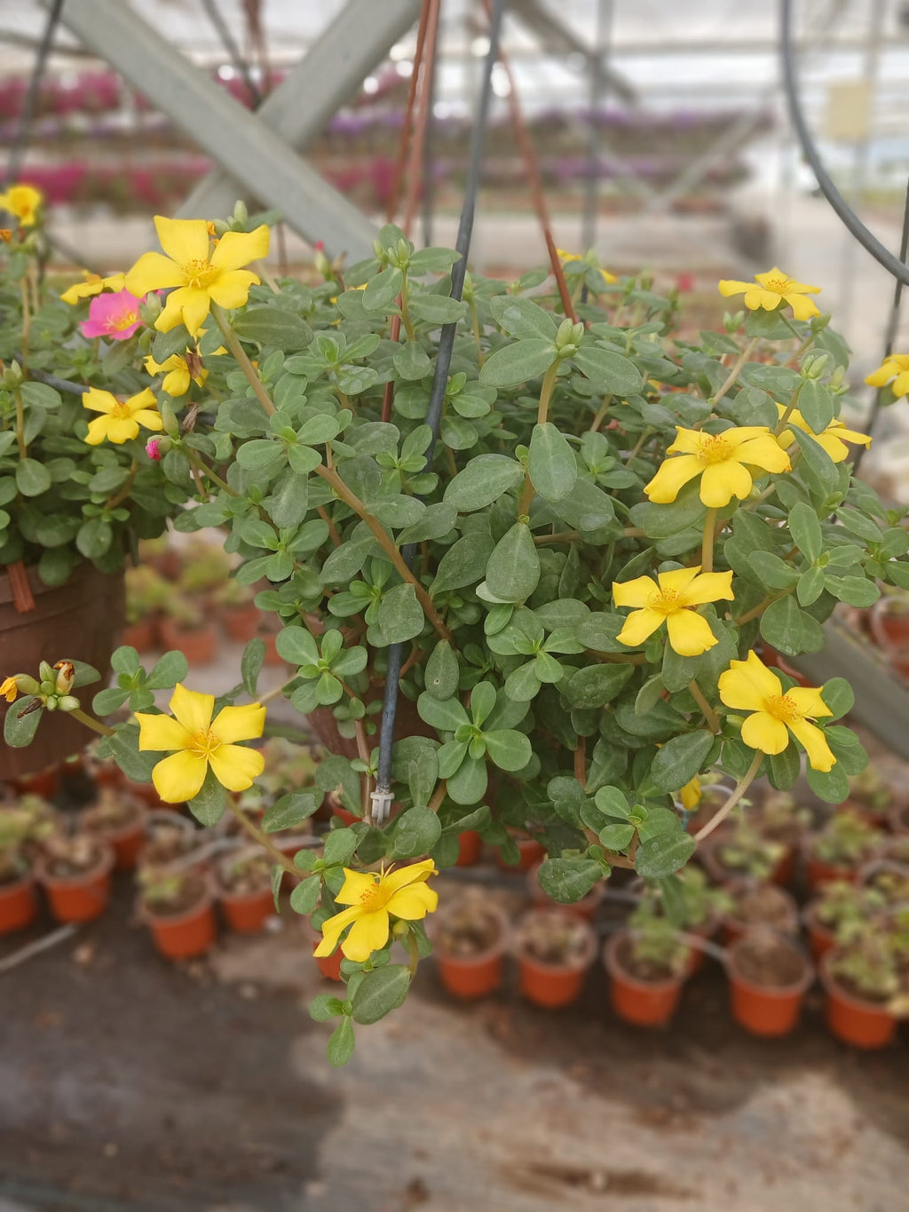 Dekoratif Sarı Portulaca Grandiflora, Semizotu Çiçeği Saksıda – Balkon ve Teras Bitkisi