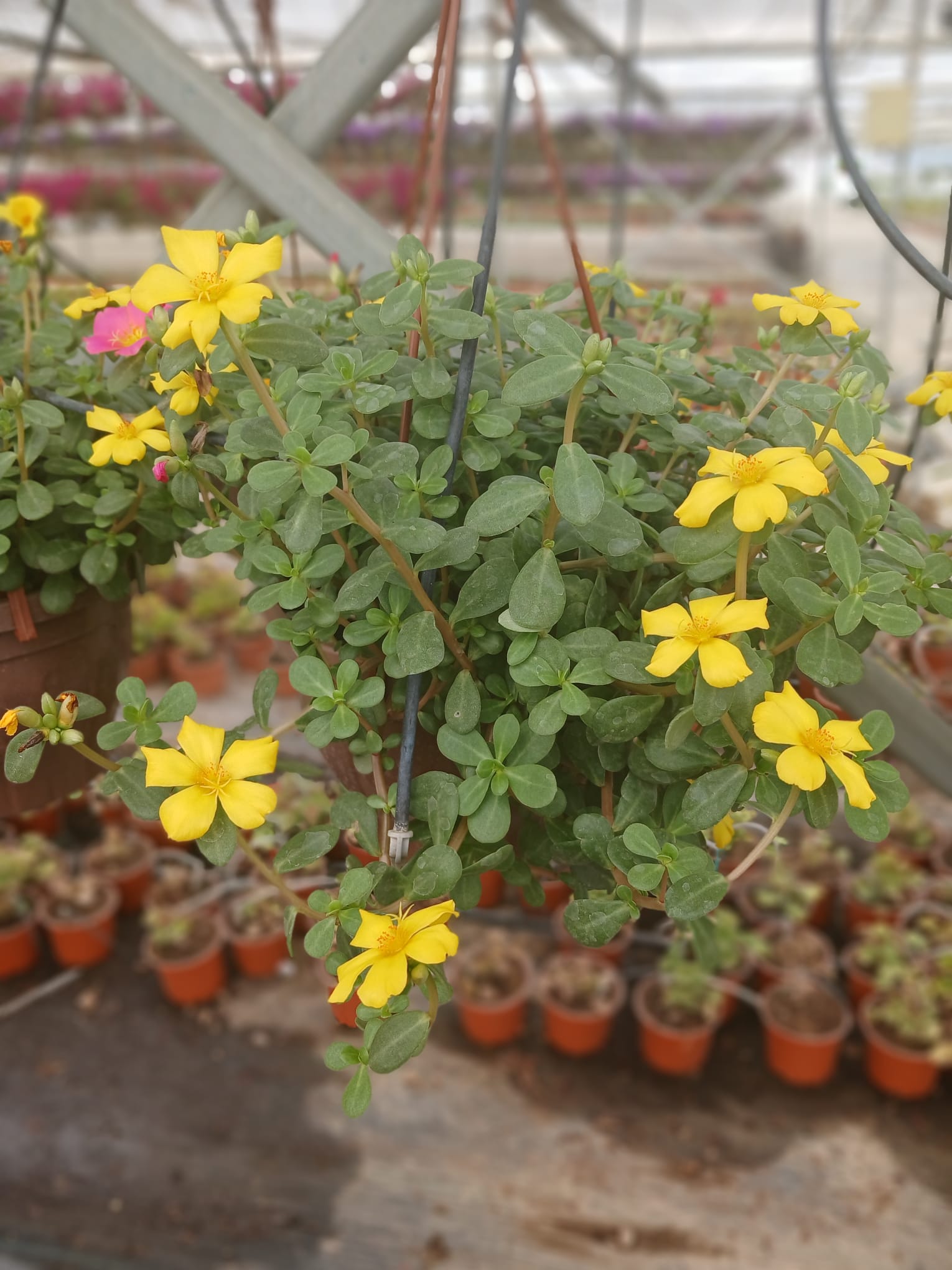 Dekoratif Sarı Portulaca Grandiflora, Semizotu Çiçeği Saksıda – Balkon ve Teras Bitkisi
