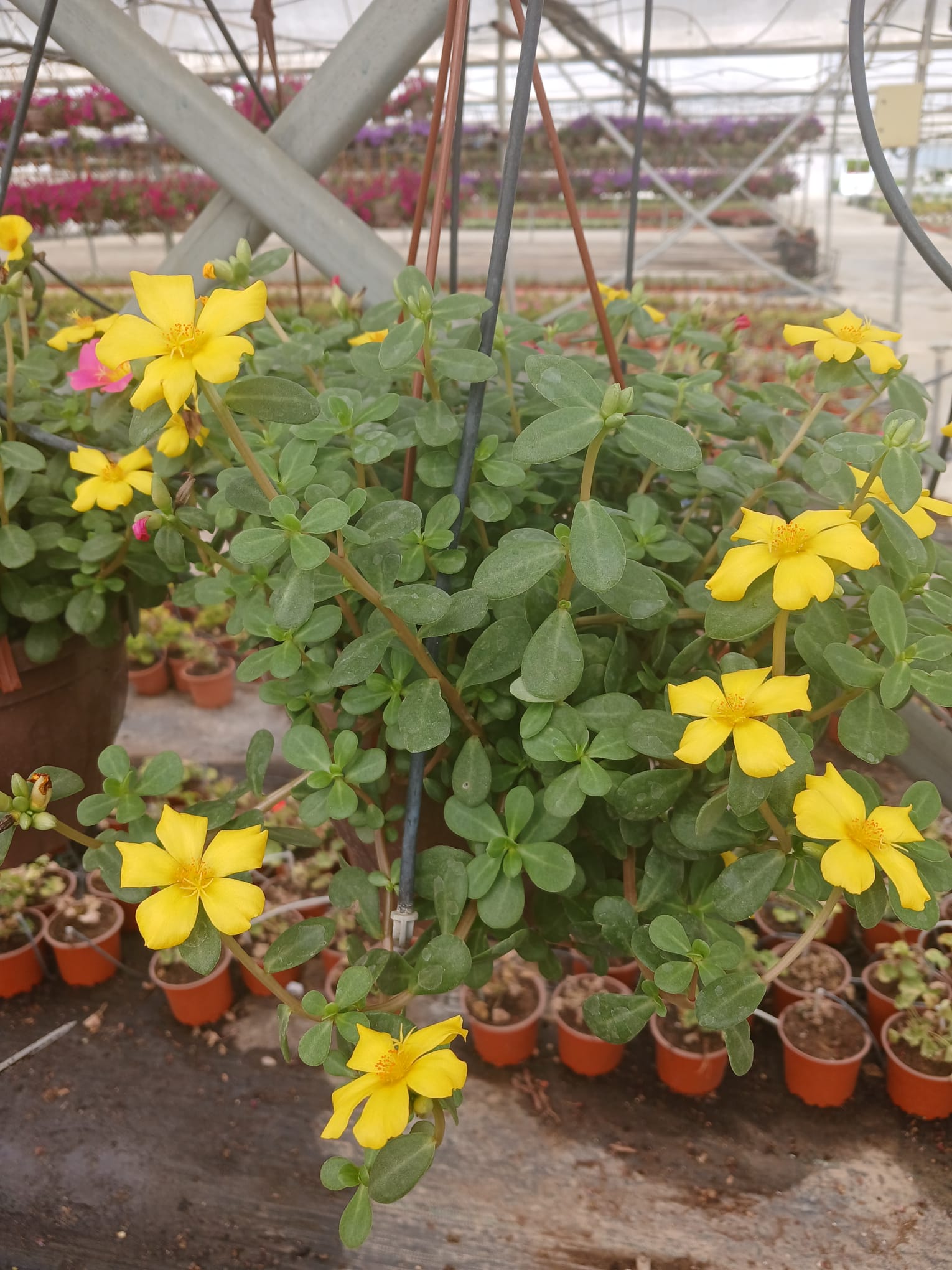 Dekoratif Sarı Portulaca Grandiflora, Semizotu Çiçeği Saksıda – Balkon ve Teras Bitkisi