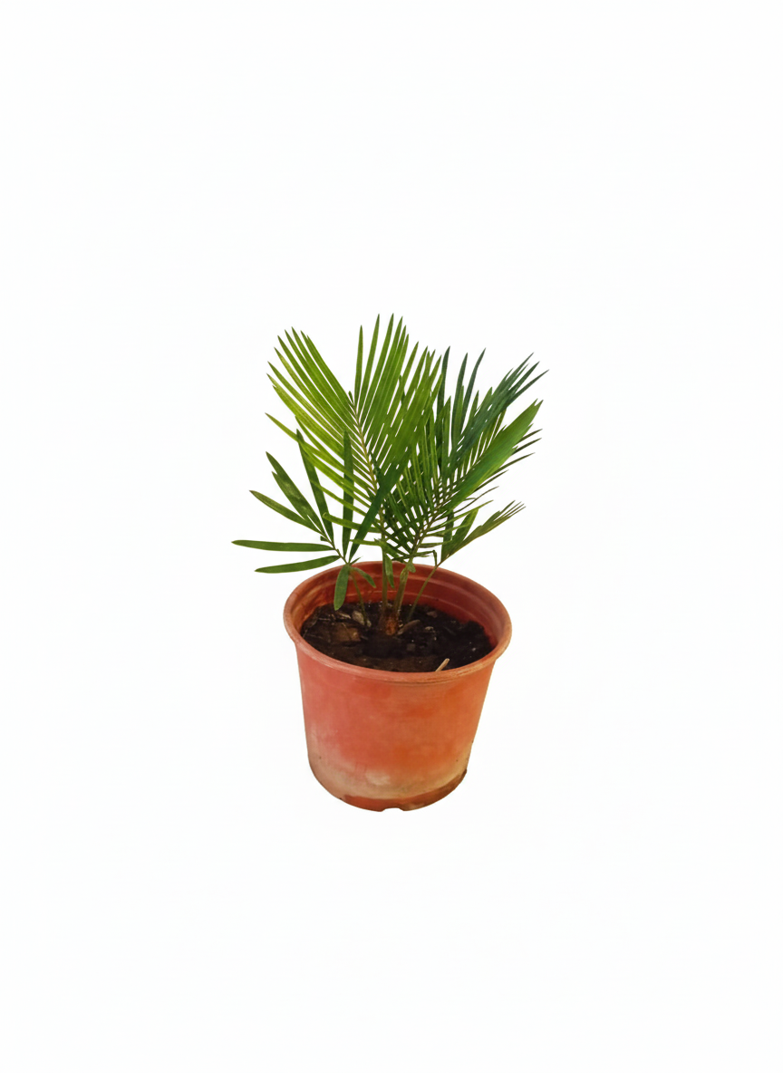 30-45 cm Sikas Bitkisi – Japon Palmiyesi (Cycas revoluta) Canlı Salon ve Ofis Bitkisi