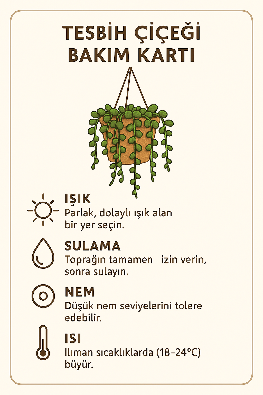 Tesbih Çiçeği – 40-50 cm Boncuk Sukulent Saksıda | Dekoratif İç Mekan Bitkisi