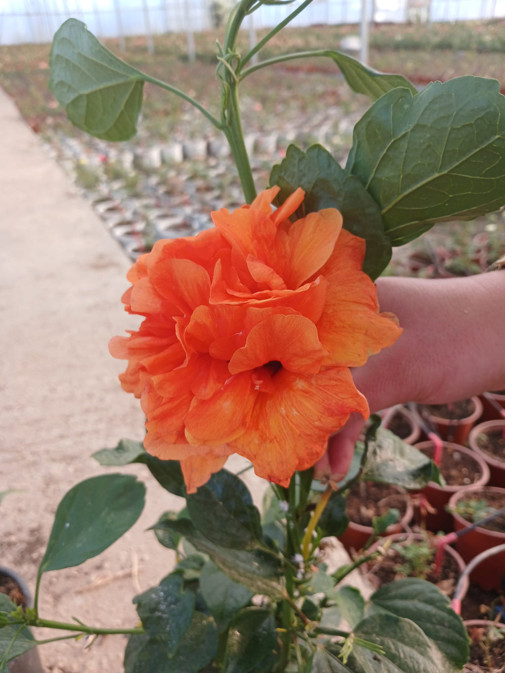 hibiscus japon gülü