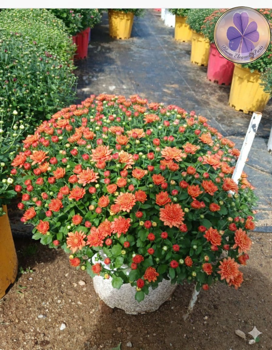 yogun cicekli kasimpati seti