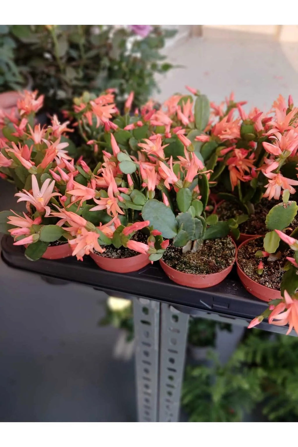 saksida turuncu paskalya cicegi