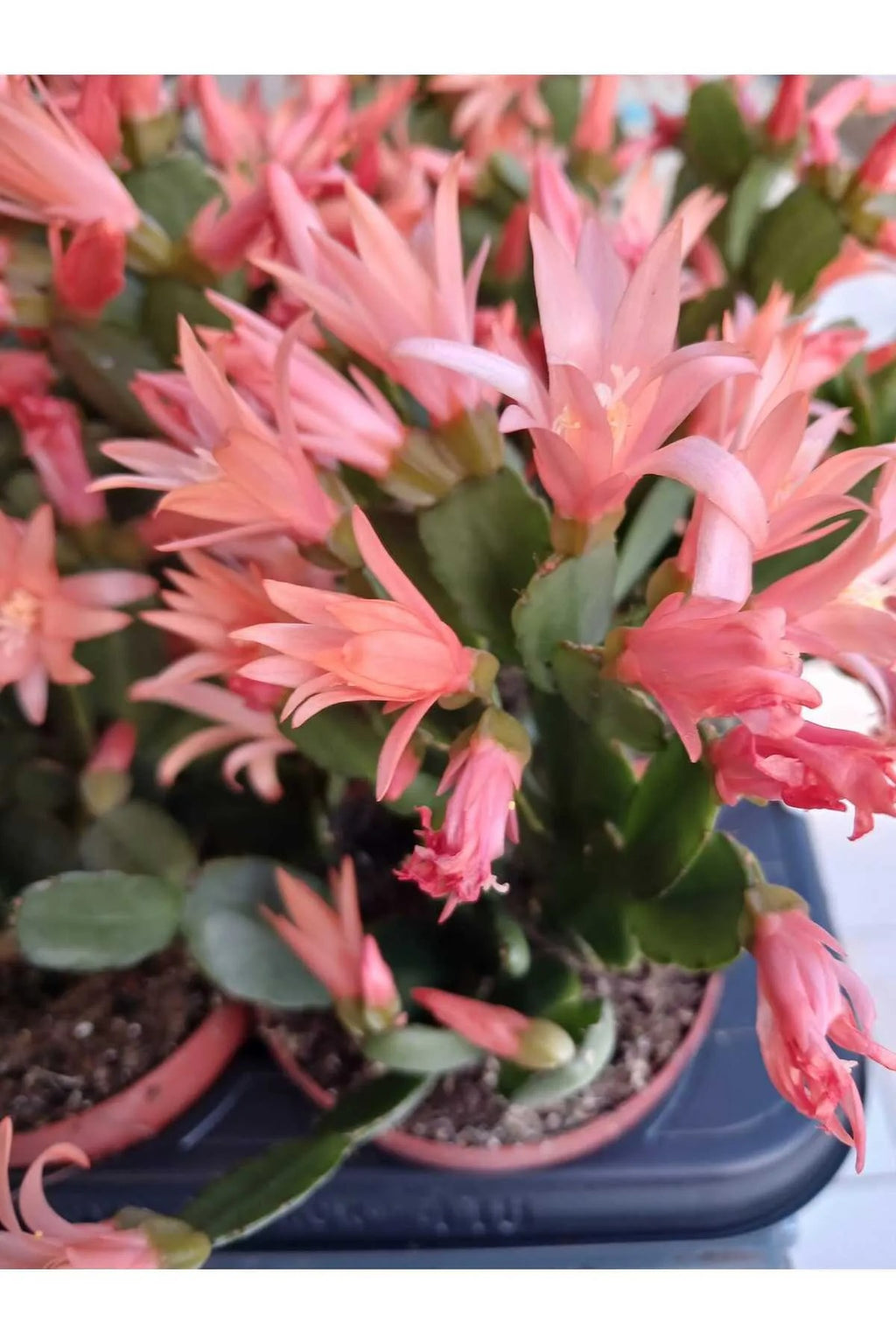 turuncu paskalya cicegi