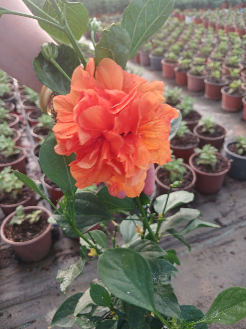 saksıda turuncu japon gülü