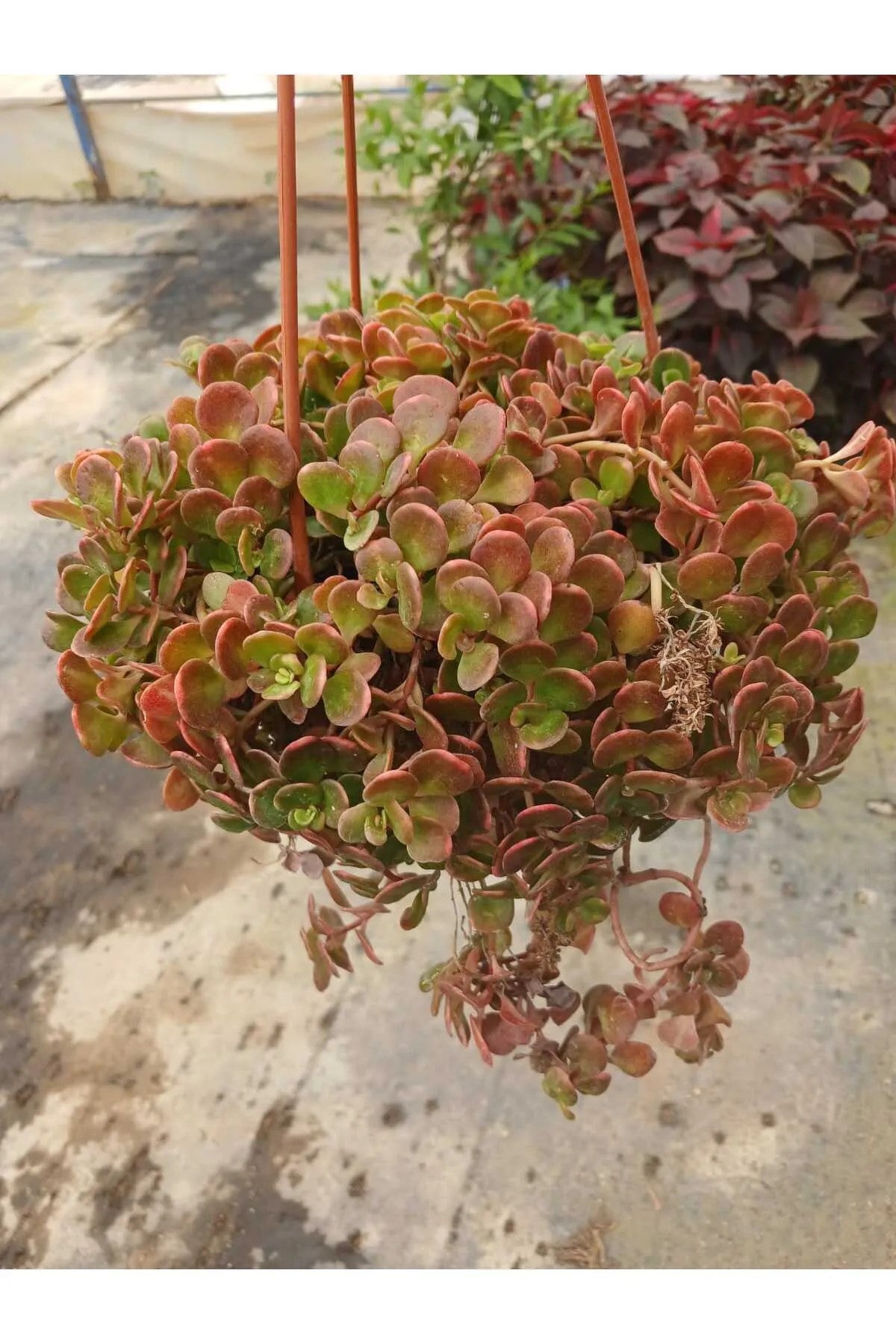 variegata sukulent fiyatı