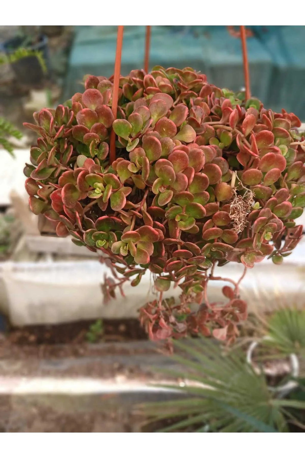 variegata kalp yaprak