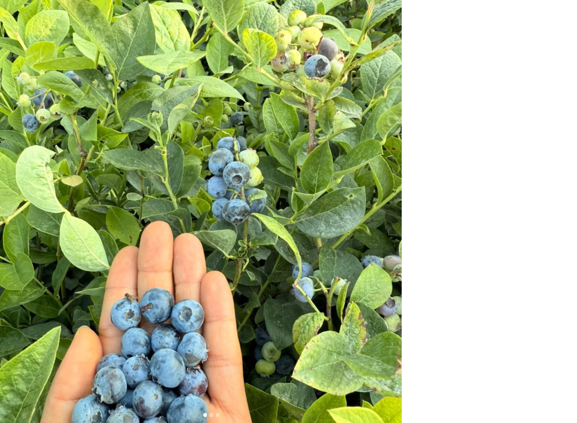 Hasat Garantili 1 Yaş Yaban Mersini Fidanı – Üzerinde Meyveli Teslimat