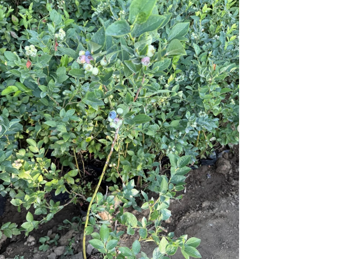 Hasat Garantili 1 Yaş Yaban Mersini Fidanı – Üzerinde Meyveli Teslimat