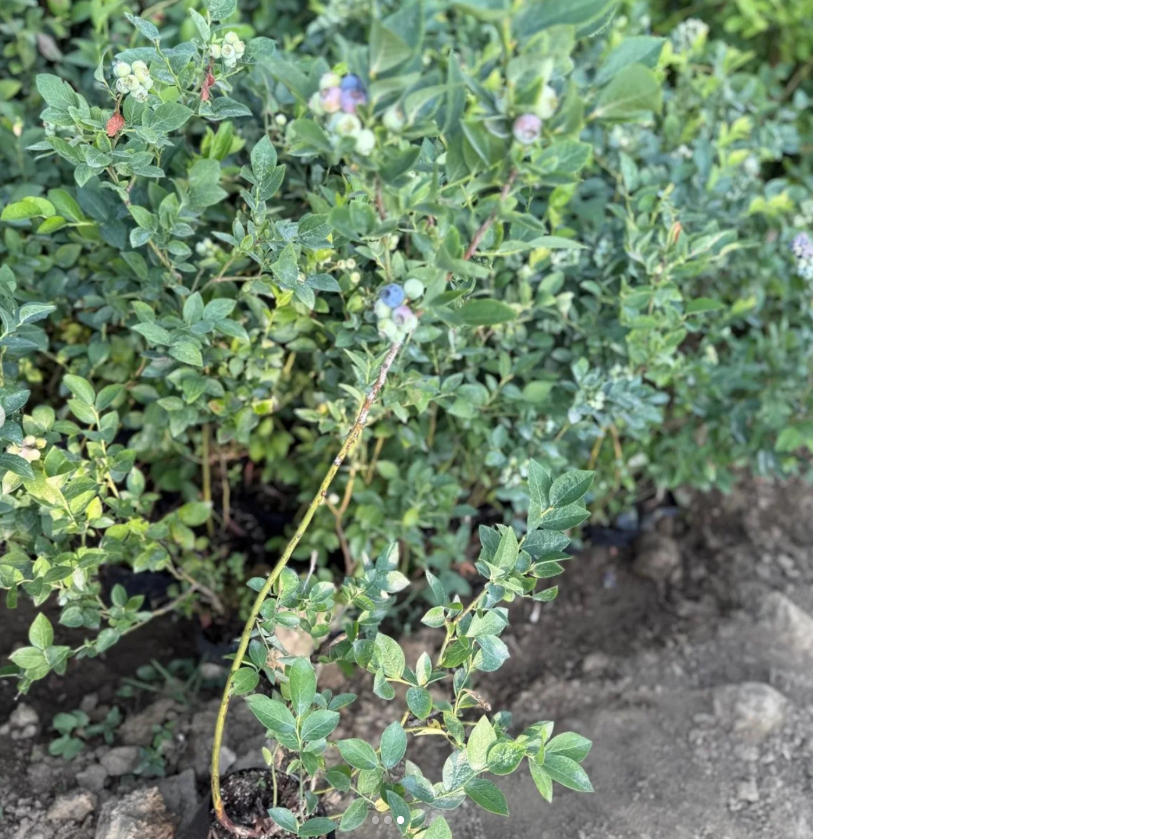 Hasat Garantili 1 Yaş Yaban Mersini Fidanı – Üzerinde Meyveli Teslimat
