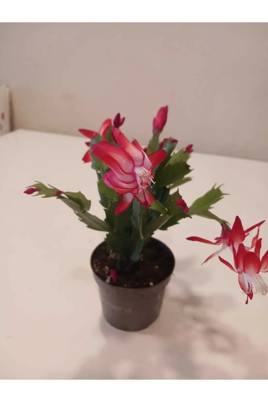 fuşya yılbaşı çiçeği fiyat