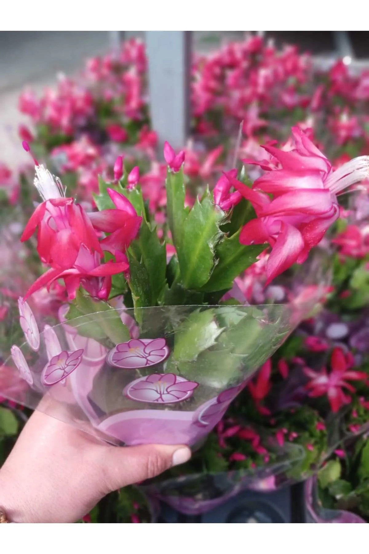 paskalya çiçeği fiyat