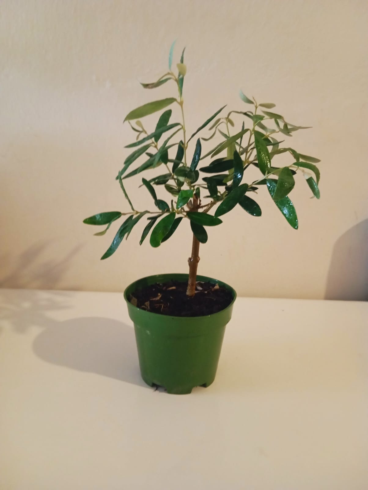 edremit zeytin fidani